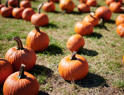 Kürbis – Die schmackhafte Halloween Dekoration