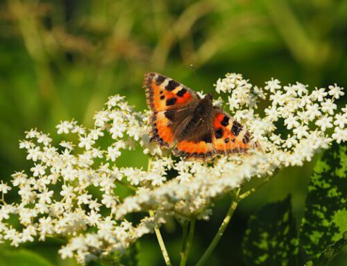Holunder – Von der Blüte bis zur Beere – Teil 1