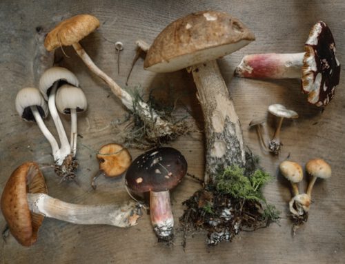 Gefüllter Portobello-Pilz – Herbstzeit bedeutet Pilzsaison