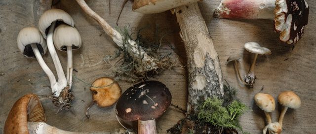 pilzsaison